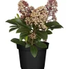 GROW by OBI Töpfe<OBI Skimmie "Rubella" Rosa-Weiß Höhe ca. 10 - 20 cm cm Topf ca. 1,5 l Skimmia