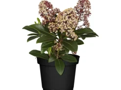 GROW by OBI Töpfe<OBI Skimmie "Rubella" Rosa-Weiß Höhe ca. 10 - 20 cm cm Topf ca. 1,5 l Skimmia