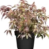 GROW by OBI OBI Traubenheide "Rainbow" Höhe ca. 5 - 10 cm Topf ca. 2 l Leucothoe< Töpfe