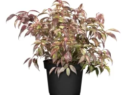 GROW by OBI OBI Traubenheide "Rainbow" Höhe ca. 5 - 10 cm Topf ca. 2 l Leucothoe< Töpfe