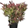 GROW by OBI OBI Traubenheide "Scarletta" Weiß Höhe ca. 5 - 10 cm Topf ca. 2 l Leucothoe< Töpfe