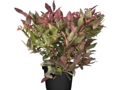 GROW by OBI OBI Traubenheide "Scarletta" Weiß Höhe ca. 5 - 10 cm Topf ca. 2 l Leucothoe< Töpfe