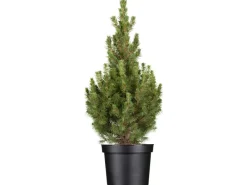 Outlet GROW by OBI OBI Zuckerhutfichte "Conica" Höhe ca. 50 - 60 cm Topf ca. 5 l Picea