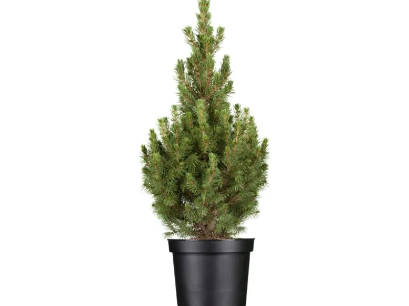 Outlet GROW by OBI OBI Zuckerhutfichte "Conica" Höhe ca. 50 - 60 cm Topf ca. 5 l Picea