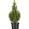 GROW by OBI OBI Zuckerhutfichte "Conica" Höhe ca. 20 - 30 cm Topf ca. 2 l Picea< Töpfe