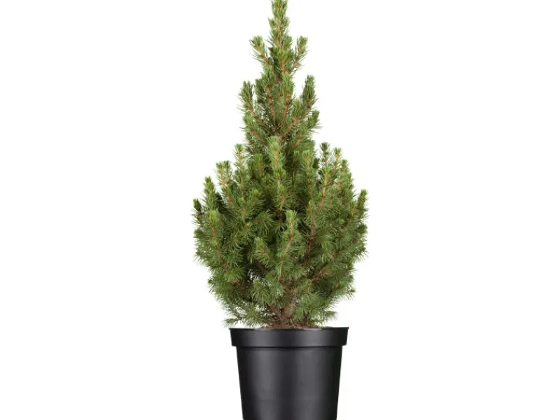 GROW by OBI OBI Zuckerhutfichte "Conica" Höhe ca. 20 - 30 cm Topf ca. 2 l Picea< Töpfe