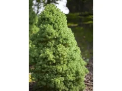 GROW by OBI OBI Zuckerhutfichte "Conica" Höhe ca. 20 - 30 cm Topf ca. 2 l Picea< Töpfe