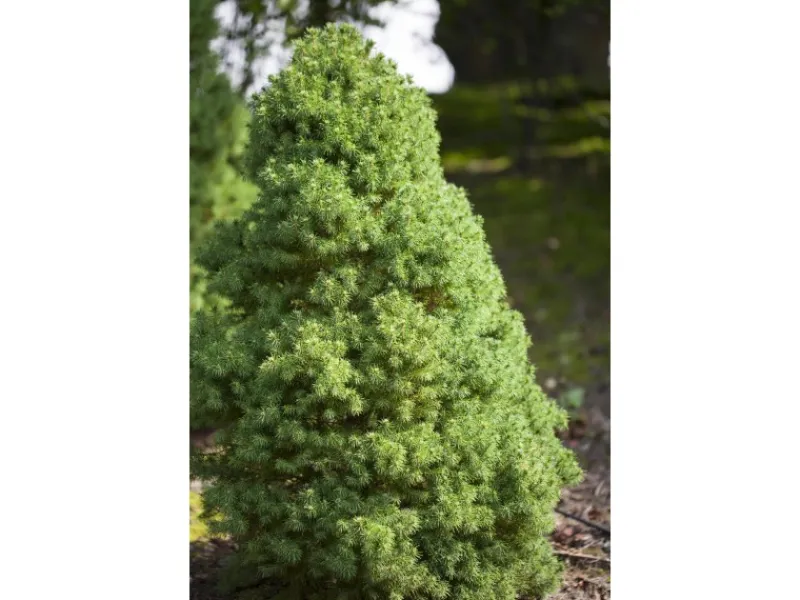 GROW by OBI OBI Zuckerhutfichte "Conica" Höhe ca. 20 - 30 cm Topf ca. 2 l Picea< Töpfe