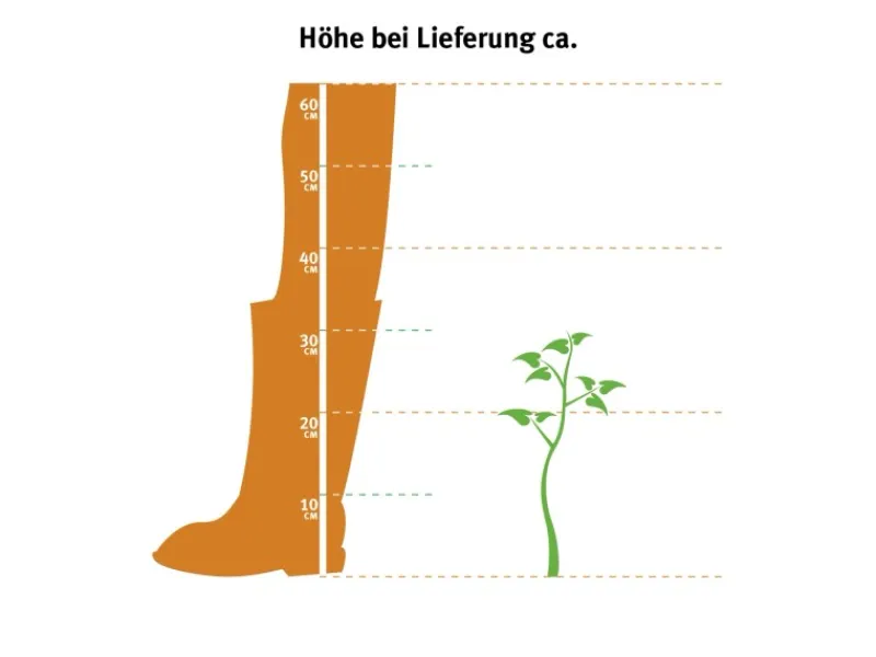 GROW by OBI OBI Zuckerhutfichte "Conica" Höhe ca. 20 - 30 cm Topf ca. 2 l Picea< Töpfe