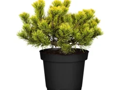 Hot GROW by OBI OBI Zwergkiefer "Wintergold" Höhe ca. 20 - 30 cm Topf ca. 4,6 l Pinus mugo