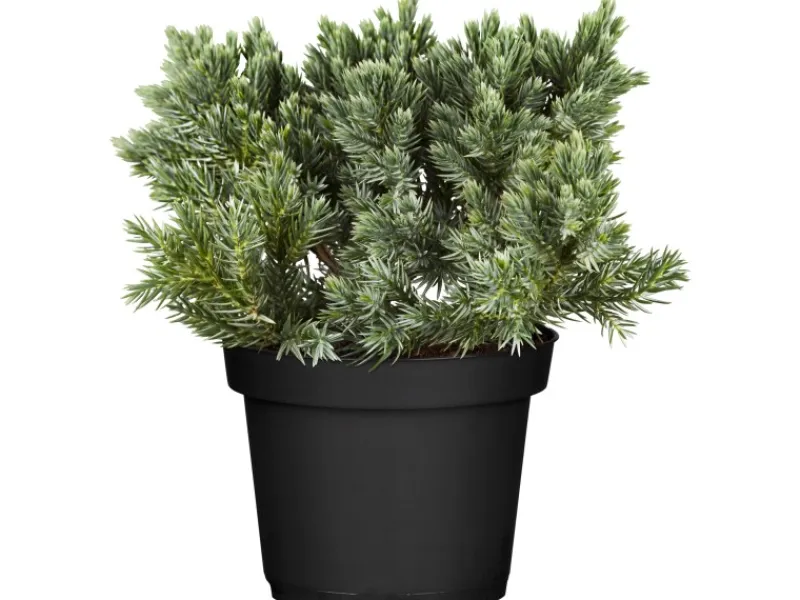 GROW by OBI Töpfe<OBI Zwerg-Wacholder "Blue Star" Blau Höhe ca. 10 - 20 cm Topf ca. 2 l Juniperus