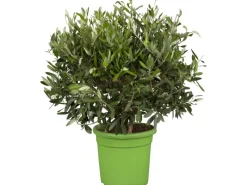 Töpfe<Olivenbaum Busch Topf-Ø ca. 16 cm Olea