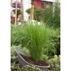 Clearance Panicum Virgatum Northwind Rutenhirse Ca. 9x9 cm Topf