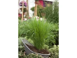 Clearance Panicum Virgatum Northwind Rutenhirse Ca. 9x9 cm Topf