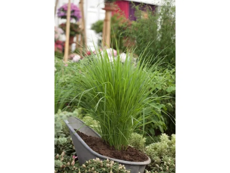 Clearance Panicum Virgatum Northwind Rutenhirse Ca. 9x9 cm Topf