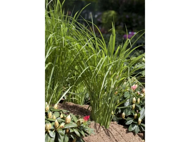 Clearance Panicum Virgatum Northwind Rutenhirse Ca. 9x9 cm Topf