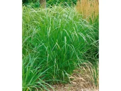 Panicum Virgatum Warrior Rutenhirse Ca. 9x9 cm Topf< Töpfe