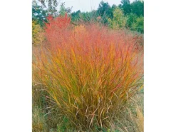 Panicum Virgatum Warrior Rutenhirse Ca. 9x9 cm Topf< Töpfe