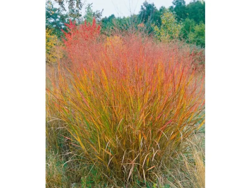 Panicum Virgatum Warrior Rutenhirse Ca. 9x9 cm Topf< Töpfe