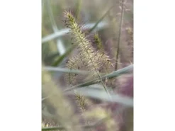 Sale Pennisetum Alopecuroides Hameln Lampenputzergras Ca. 11x11 cm Topf