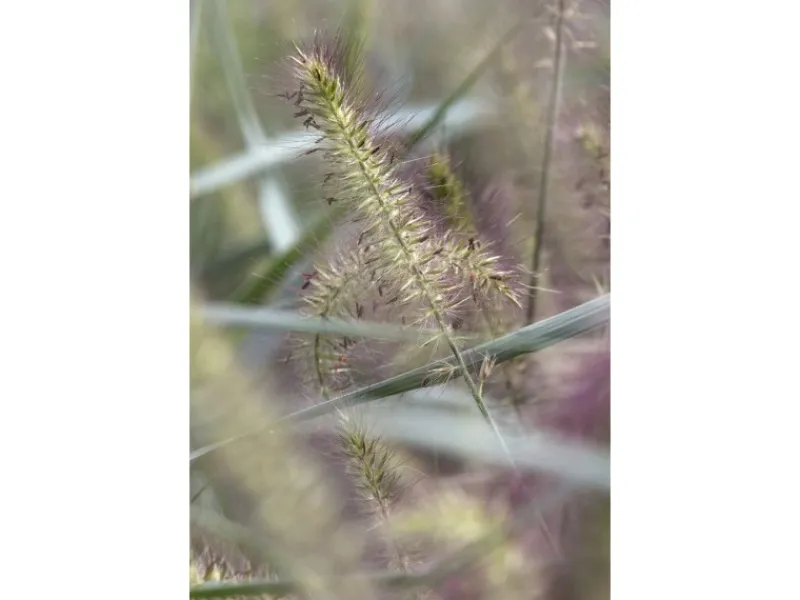 Sale Pennisetum Alopecuroides Hameln Lampenputzergras Ca. 11x11 cm Topf