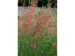 Töpfe<Penstemon Barbatus Bartfaden Ca. 9x9 cm Topf