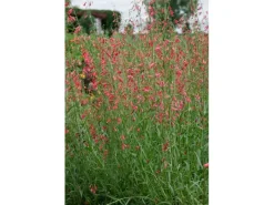 Töpfe<Penstemon Barbatus Bartfaden Ca. 9x9 cm Topf