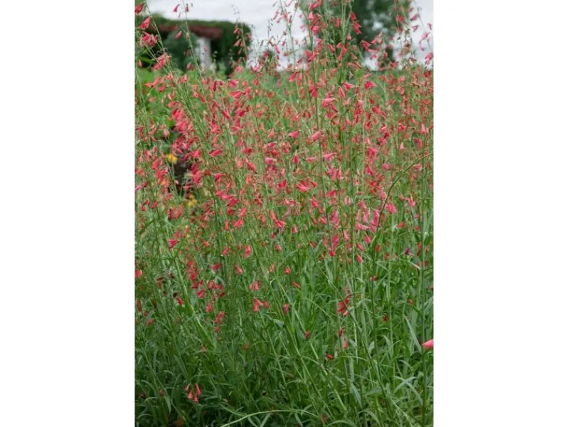 Töpfe<Penstemon Barbatus Bartfaden Ca. 9x9 cm Topf