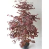 Pflanzen-Boering Acer Palmatum Atropurpureum Höhe 130-140 cm Gesamthöhe Roter Fächerahorn< Töpfe