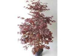 Pflanzen-Boering Acer Palmatum Atropurpureum Höhe 130-140 cm Gesamthöhe Roter Fächerahorn< Töpfe