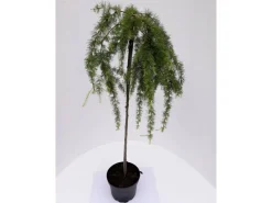 Töpfe<Pflanzen-Boering Larix Stiff Weeper Hängelärche-Stämmchen Gesamthöhe 150-160 cm Stammhöhe 125 cm