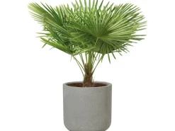Töpfe<Pflanzgefäß Bargemon Ø 72 cm x 68,5 cm Grau