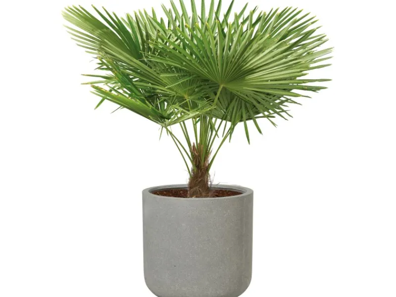 Töpfe<Pflanzgefäß Bargemon Ø 72 cm x 68,5 cm Grau