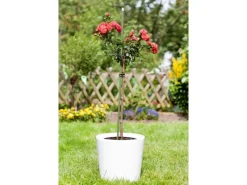 Outlet Pflanzstab 180 cm x Ø 1,1 cm Dunkelgrün