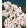 Discount Phlox Subulata Amazing Grace Teppichphlox Weiß Ca. 9x9 cm Topf