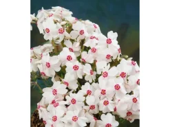 Discount Phlox Subulata Amazing Grace Teppichphlox Weiß Ca. 9x9 cm Topf