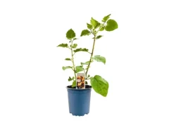 Physalis Peruviana Andenbeere Essbar Ca. 11x11 Cm Topf< Töpfe
