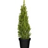 Online Picea Glauca Conica Zuckerhutfichte Kompakt 60–70 cm