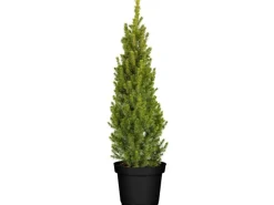 Online Picea Glauca Conica Zuckerhutfichte Kompakt 60–70 cm