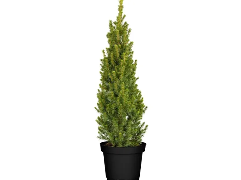 Online Picea Glauca Conica Zuckerhutfichte Kompakt 60–70 cm
