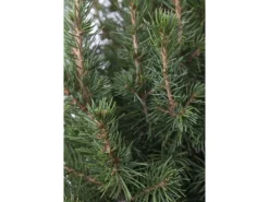 Online Picea Glauca Conica Zuckerhutfichte Kompakt 60–70 cm
