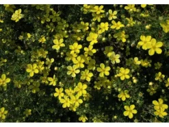 Potentilla Fingerstrauch Gelb Ca 9x9 cm Topf