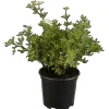 Potentilla Fingerstrauch Rosa Ca 9x9 cm Topf< Töpfe