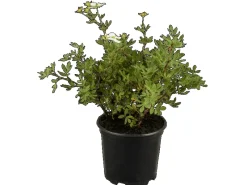 Potentilla Fingerstrauch Rosa Ca 9x9 cm Topf< Töpfe