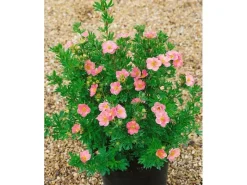 Potentilla Fingerstrauch Rosa Ca 9x9 cm Topf< Töpfe