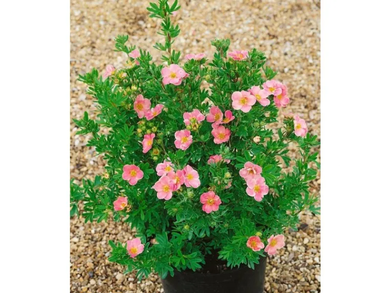 Potentilla Fingerstrauch Rosa Ca 9x9 cm Topf< Töpfe