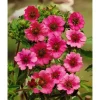 Potentilla Nepalensis Miss Willmott Nepal Fingerkraut Ca. 9x9 cm Topf
