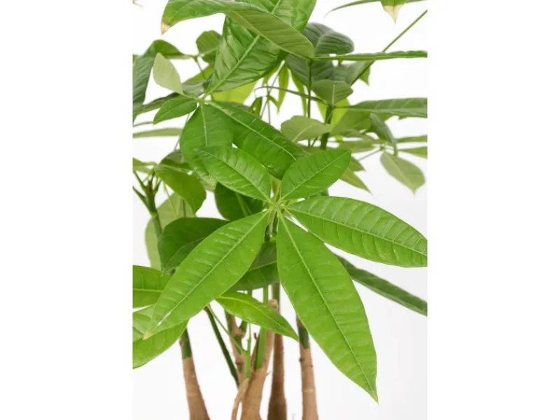 Rasierpinselbaum Höhe ca. 50 - 55 cm Topf-Ø 17 cm Pachira aquatica< Töpfe