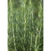 Rosmarinus Officinalis Arp Rosmarin Winterhart Ca. 9x9 cm Topf< Töpfe
