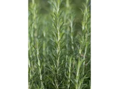 Rosmarinus Officinalis Arp Rosmarin Winterhart Ca. 9x9 cm Topf< Töpfe